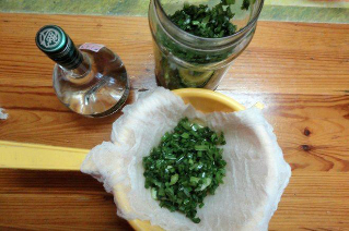 tintura de kolanchoe y vodka