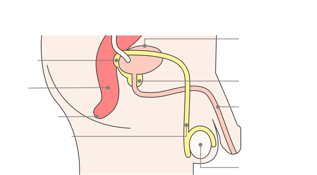 ubicación de la glándula prostática y sus estructuras