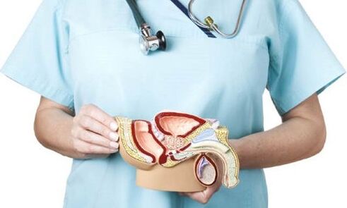 modelo del sistema genitourinario masculino y tratamiento de la prostatitis